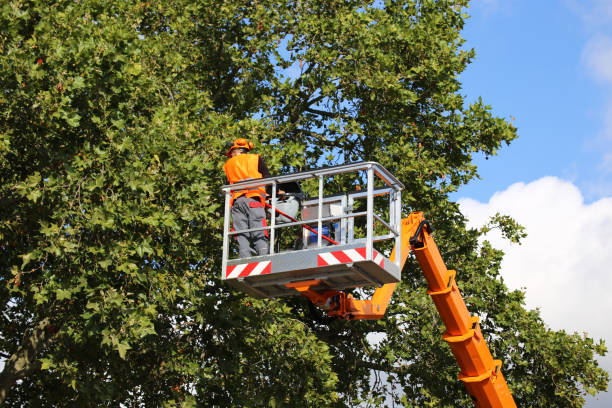 How Our Tree Care Process Works  in Lander, WY